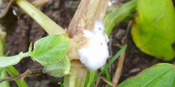 Slimības gurķiem: simptomi, ārstēšana un profilakse (ar fotoattēlu)