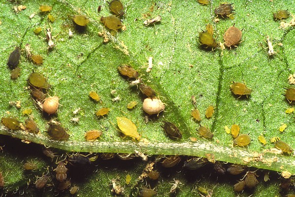 Slimības gurķiem: simptomi, ārstēšana un profilakse (ar fotoattēlu)