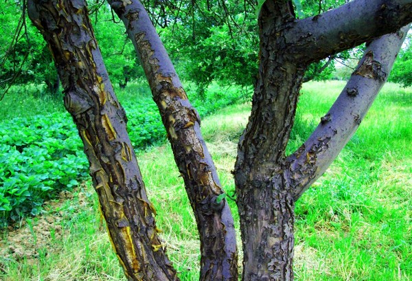 Ātrā palīdzība dārzā vai ābeļu slimības un to ārstēšana
