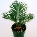 Cicas: aprūpes noteikumi Cicas: aprūpes noteikumi