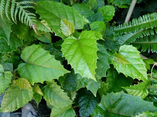Cissus. Mājas aprūpe