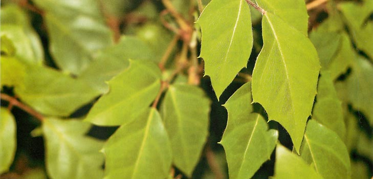Cissus: foto un mājas aprūpe