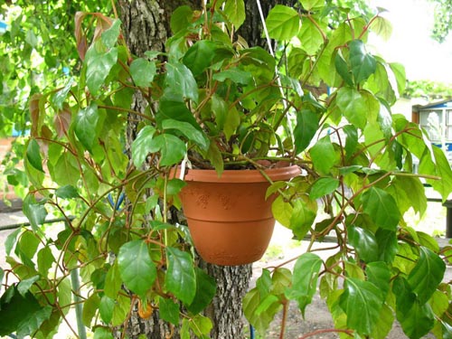 Cissus. Vīnogu veidi