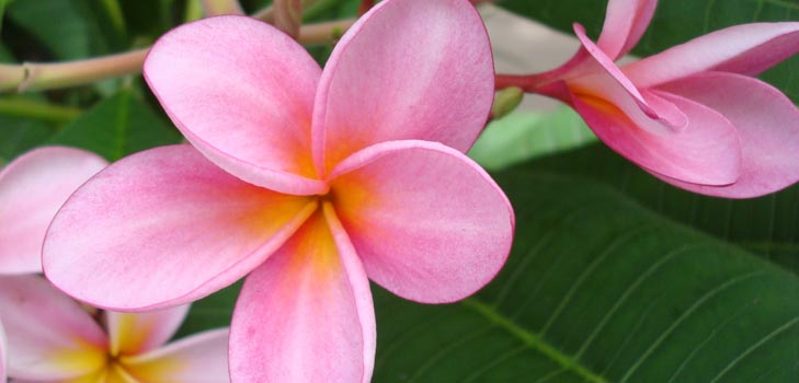 Flower Plumeria - burvju smarža jūsu mājās