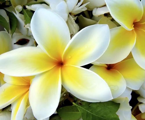 Flower Plumeria - burvju smarža jūsu mājās