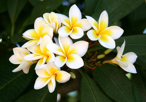 Flower Plumeria - burvju smarža jūsu mājās