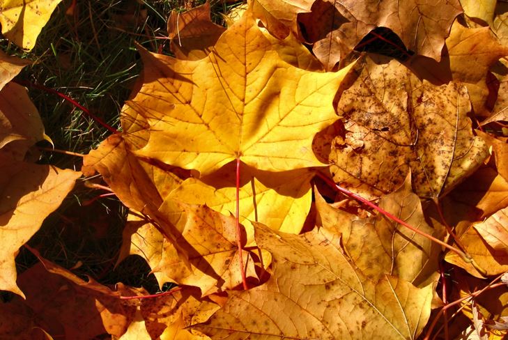 Rudens dāvanas: Rudens kolāža ar savām rokām