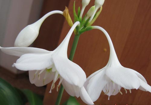 divi eucharisa ziedi