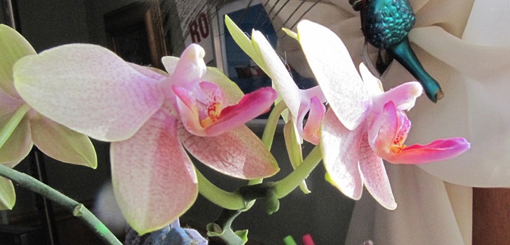 Phalaenopsis zied