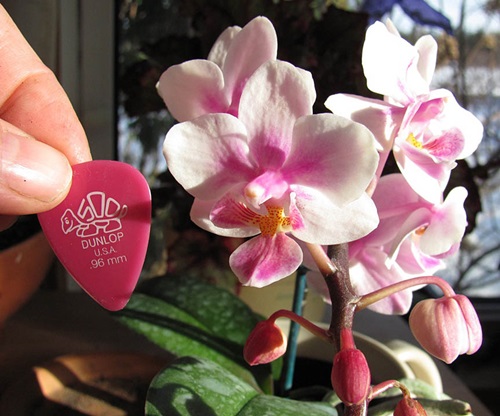 Phalaenopsis zied