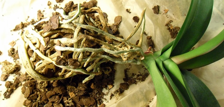 Phalaenopsis transplantācija