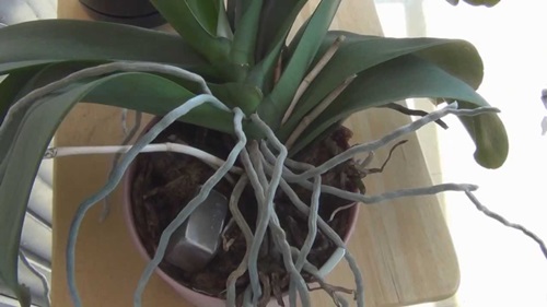 Phalaenopsis transplantācija