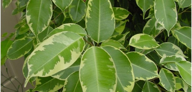istaba ficus