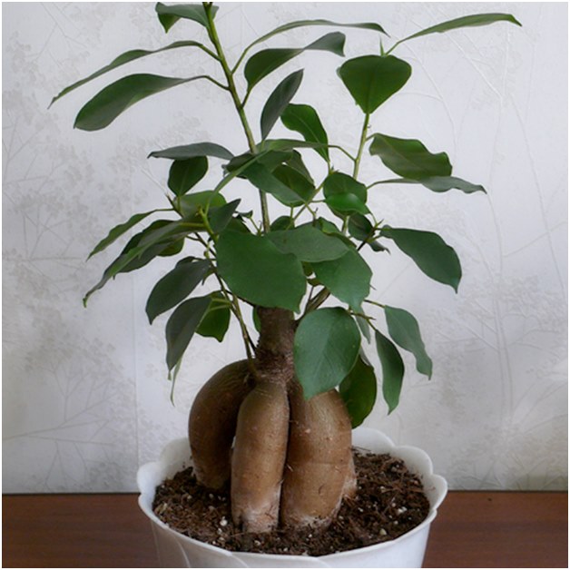 Ficus pirms pārstādīšanas