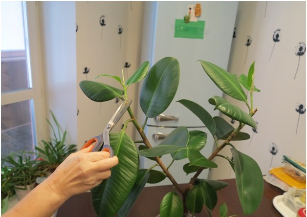 ficus griešana