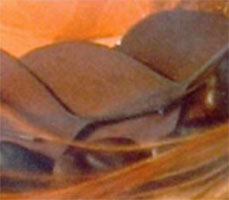 eikalipta lapas