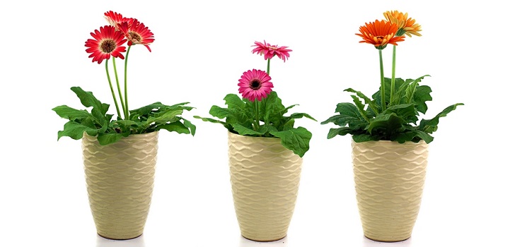 Gerbera podiņā
