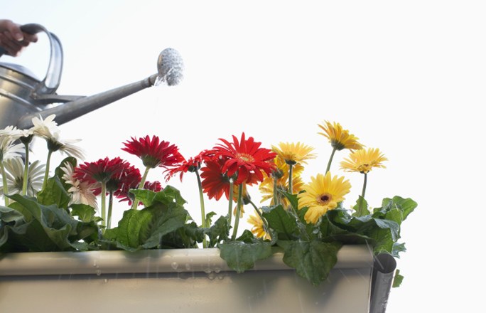 Gerbera podiņā