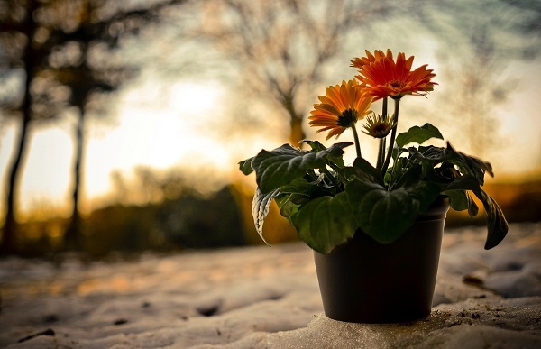 Gerbera podiņā