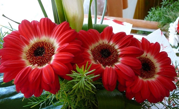 Gerbera podiņā