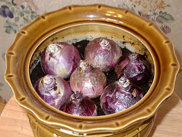  Hiacints mājās