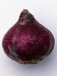 Hiacints mājās