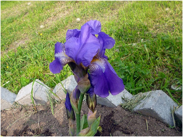 iris uz ziedu gultas