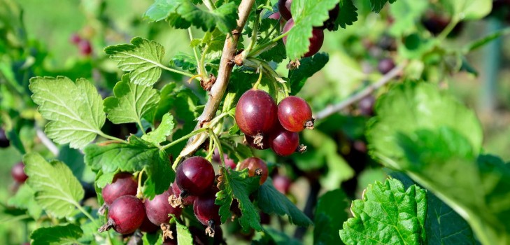 Joshta - neparasta garšas un ieguvuma simbioze