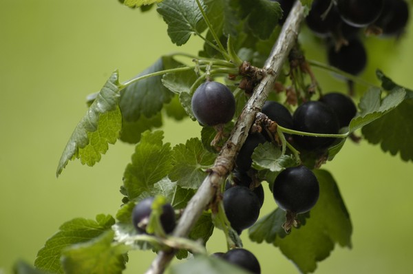 Joshta - neparasta garšas un ieguvuma simbioze