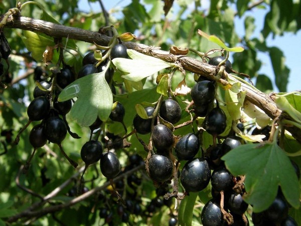 Joshta - neparasta garšas un ieguvuma simbioze