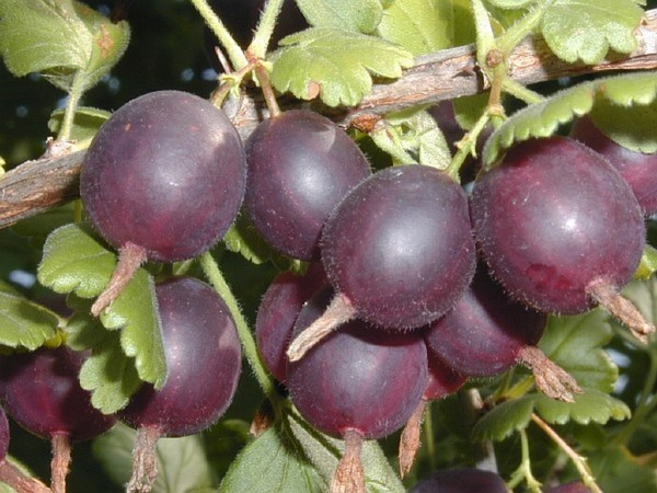 Joshta - neparasta garšas un ieguvuma simbioze