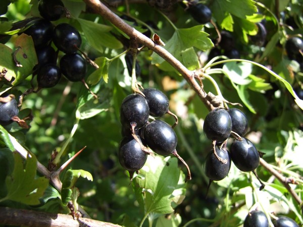 Joshta - neparasta garšas un ieguvuma simbioze