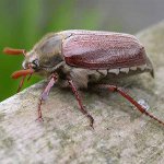 Kā tikt galā ar maizes vabo kāpuriem