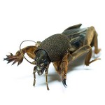 Kā rīkoties ar lācīti? Kā rīkoties ar lācīti?