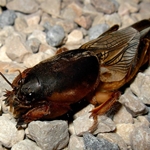 Kā atbrīvoties no lācīša dārzā Kā atbrīvoties no lācīša dārzā