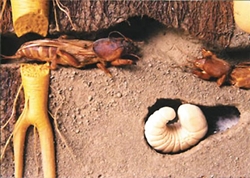 Kā atbrīvoties no lācīša dārzā Kā atbrīvoties no lācīša dārzā