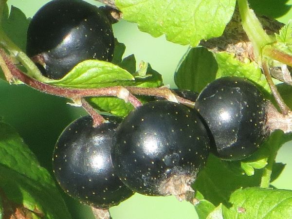 Kā pareizi sagriezt jāņogu
