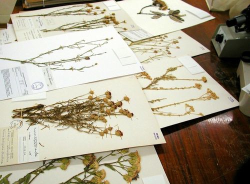 Kā žāvēt ziedus par herbāriju