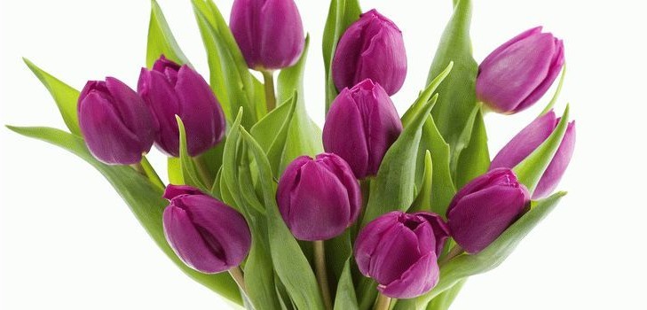 Tulpes mājās