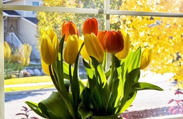 Tulpes mājās