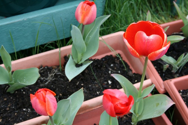 Tulpes mājās