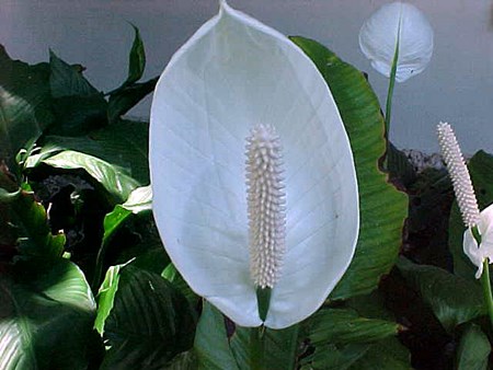 Transplantācija spathiphyllum