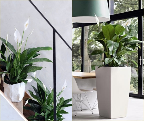 Slimības un spathiphyllum terapija