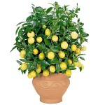 Kā citronu augt mājās? Kā citronu augt mājās?