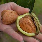 Kā audzēt valriekstu Kā audzēt valriekstu