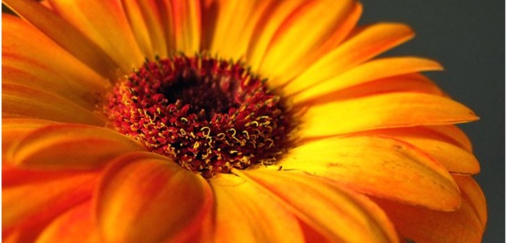 skaista gerbera