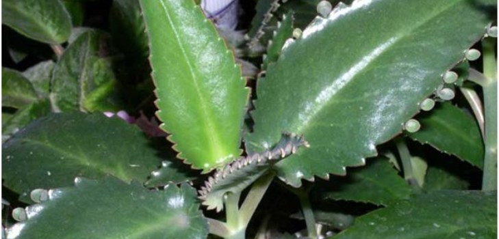 Kalanchoe augu