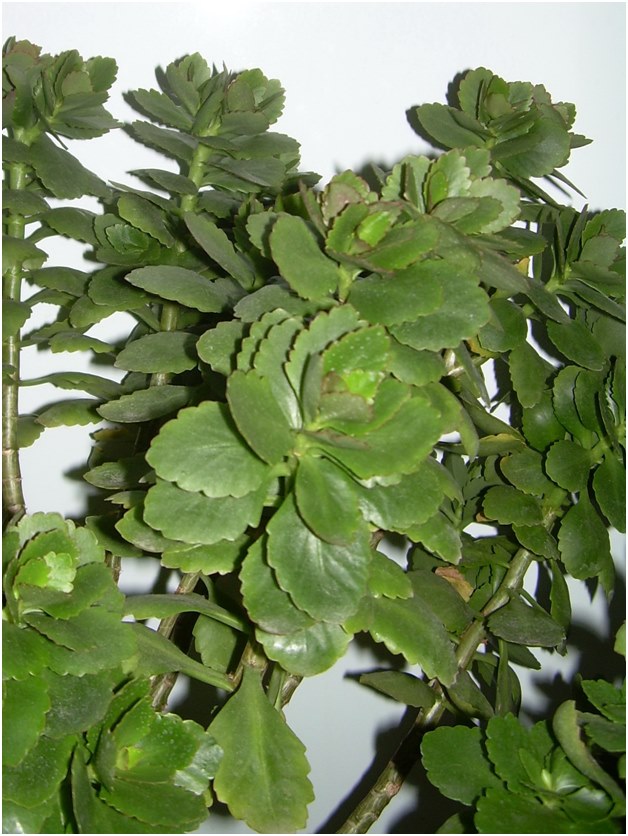 Kalanchoe spraudeņi