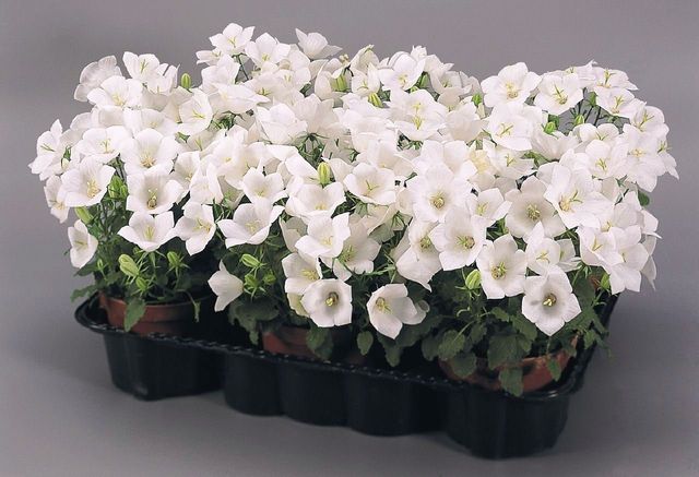 Rūpes par Campanula