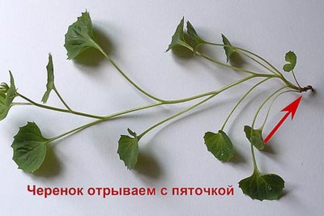 Rūpes par Campanula
